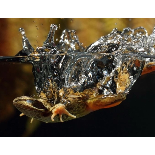 EXO TERRA Miska na wodę L (23x18x5,5cm)