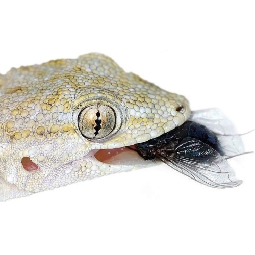 EXO TERRA Miska płaska S (15x12x2cm)