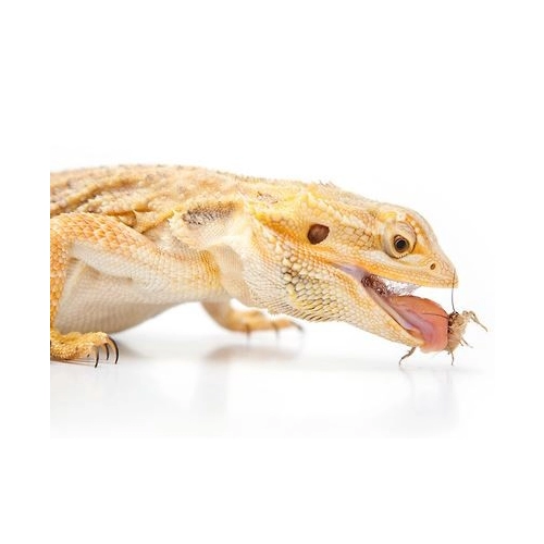 EXO TERRA Miska płaska M (22x19x3,5cm)