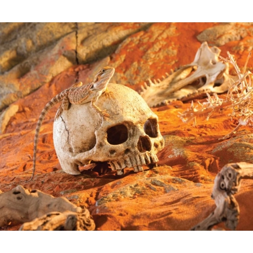 EXO TERRA ludzka czaszka