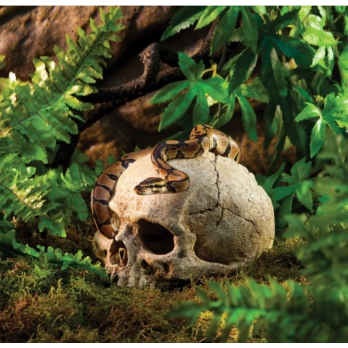 EXO TERRA ludzka czaszka