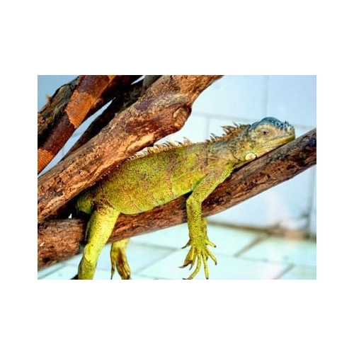 EXO TERRA Podczerwona żarówka grzewcza 50W