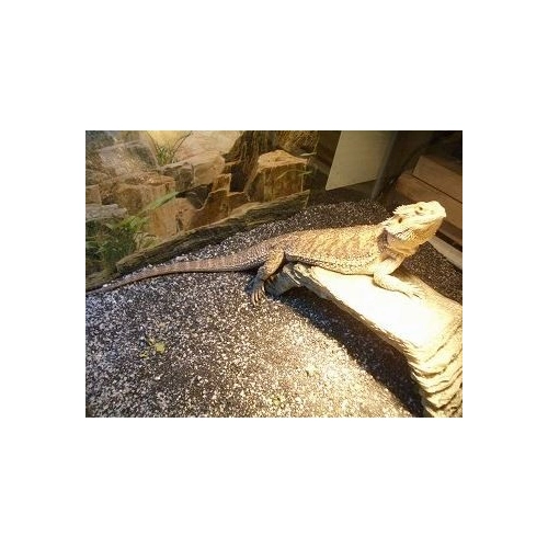 EXO TERRA Intense Basking Spot 25W (żarówka grzewcza)