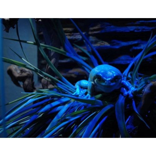 EXO TERRA Night-Heat 15W (nocna żarówka grzewcza)