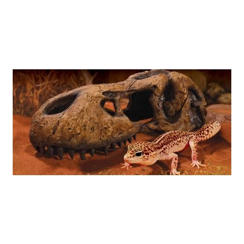 EXO TERRA T-Rex skull (czaszka dinozaura)
