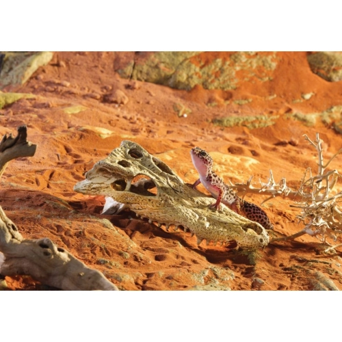 EXO TERRA Crocodile Skull (czaszka krokodyla)