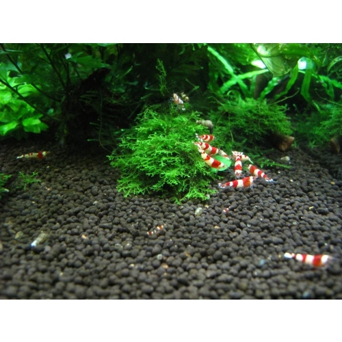 Prodibio Aquagrowth Soil 9l - Podłoże akwarystyczne