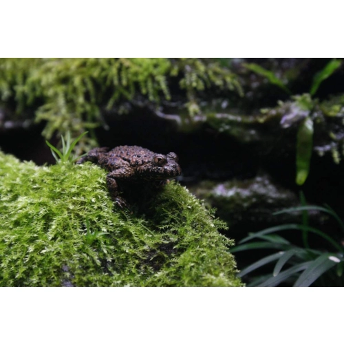 Repti-Zoo mech torowiec 4,5l