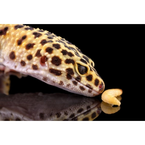 Repti-Zoo miska na pokarm M 15x10x3 cm