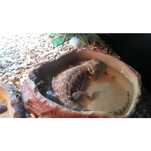 Repti-Zoo miska na wodę M 15x12x4cm