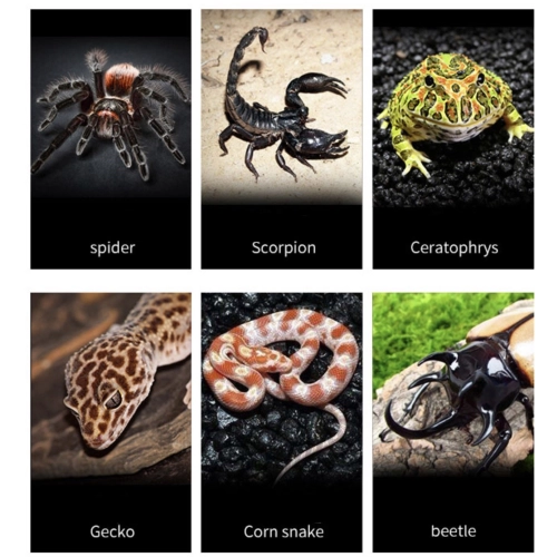 Repti-Zoo Terrarium akrylowe 10x8x6 cm