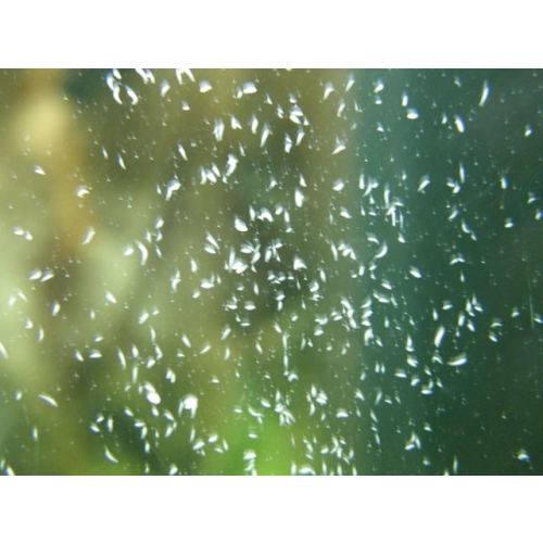 Femanga Wurzel Aktiv 250ml - na ślimaki, wypławki i hydrę