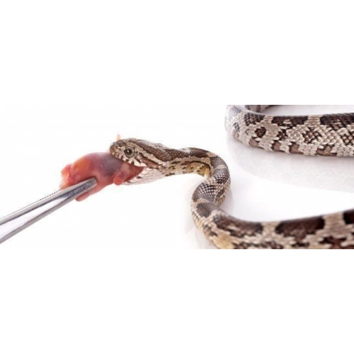 Pęseta zagięta Hobby Tool 25cm