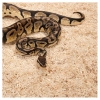 Repti-Zoo Aspen Snake Bedding - podłoże włókna topoli 500g