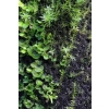 Wacool Rainforest Plant Cotton 290x290mm - hydrolon