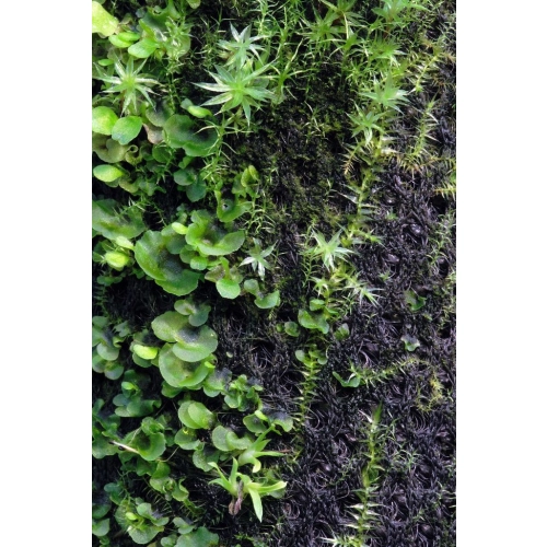 Wacool Rainforest Plant Cotton 440x440m - hydrolon