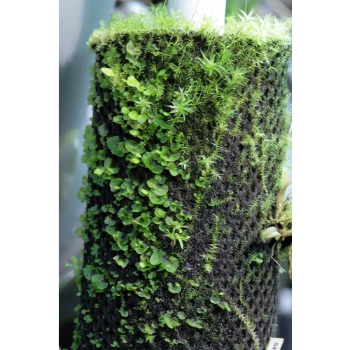 Wacool Rainforest Plant Cotton 440x440m - hydrolon