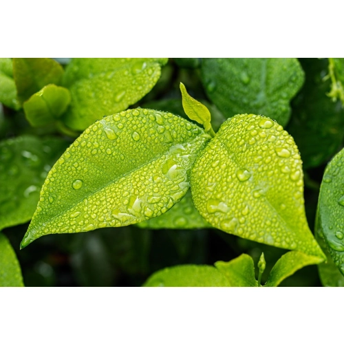 EXO TERRA Monsoon Solo - zraszacz automatyczny 1,5l