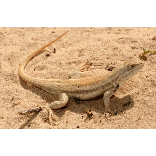 EXO TERRA Yellow Sand 4,5kg - piasek pustynny żółty