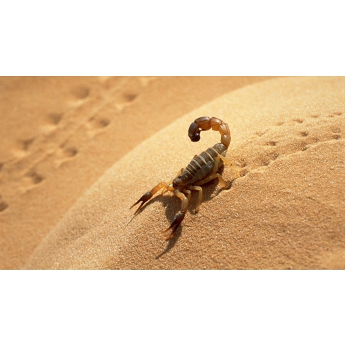 EXO TERRA Yellow Sand 4,5kg - piasek pustynny żółty