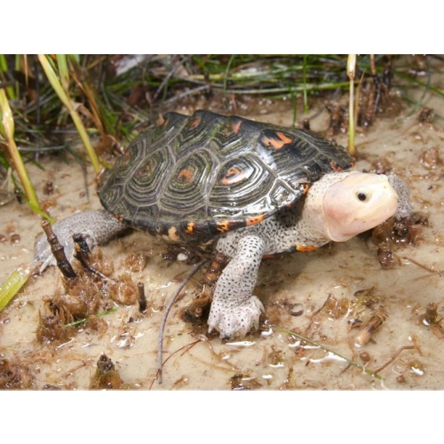 EXO TERRA Riverbed Sand - piasek rzeczny