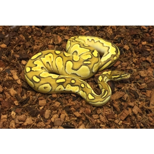 Komodo Coconut Terrain - podłoże kokosowe 6l