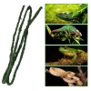 Komodo Tropical Vine - liana tropikalna 1,5 x 10cm