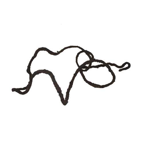 Komodo Tropical Vine - liana tropikalna 1 x 10cm