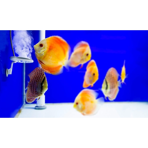 Twinstar 2 YOTTA Plus - eliminator chorób