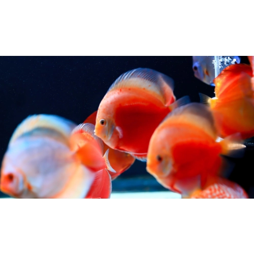 Twinstar 2 YOTTA Plus - eliminator chorób