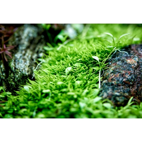 Neo Tabs Plant Fe- tabletki nawozowe żelazo