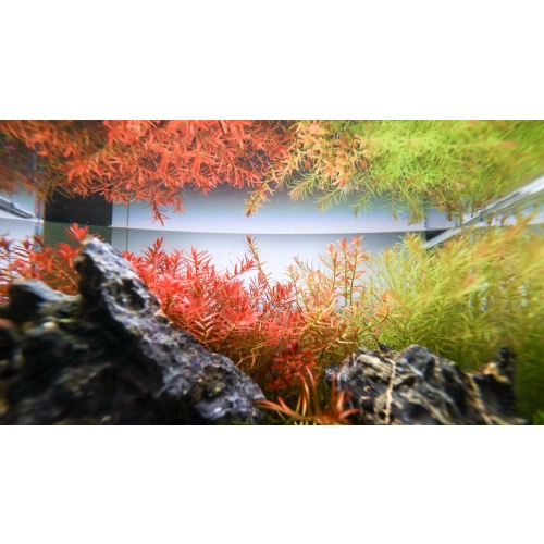 Neo Tabs Plant Fe- tabletki nawozowe żelazo