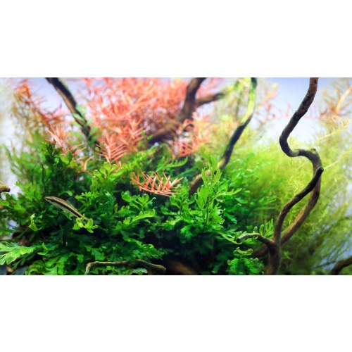 Neo Tabs Plant Fe- tabletki nawozowe żelazo