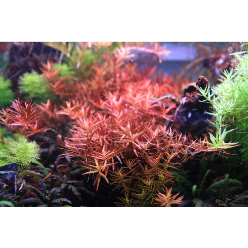 Neo Tabs Plant K - tabletki nawozowe potas