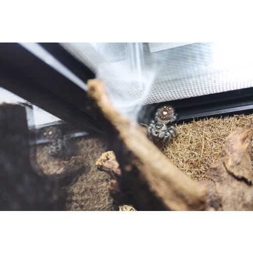 Repti-Zoo Terrarium AK 21x21x20