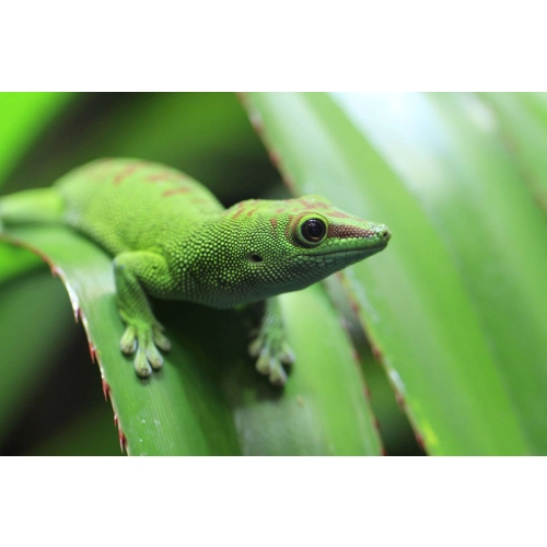 Repti-Zoo Terrarium AK 21x31x15