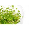 Eco Plant - Hydrocotyle Japan - Invitro mały kubek
