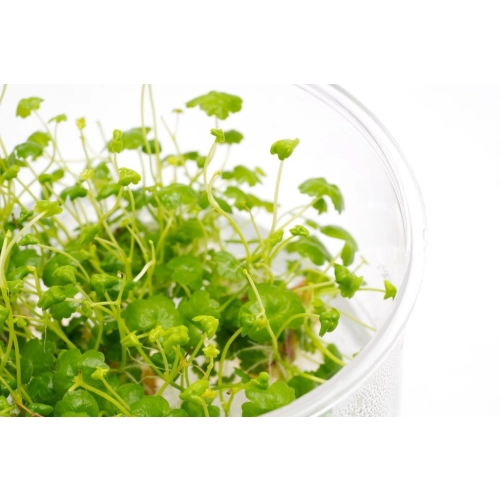 Eco Plant - Hydrocotyle Japan - Invitro mały kubek