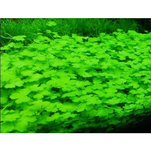 Eco Plant - Hydrocotyle Japan - Invitro mały kubek