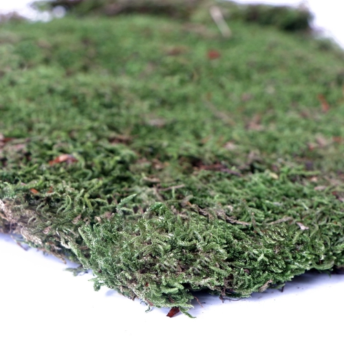 Terrario Shadow Forest Moss - mech naturalny 35x30cm