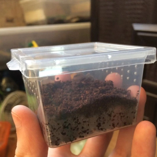 Terrario Insect Box Mini - plastikowe terrarium 6,5x6,5x4,5cm