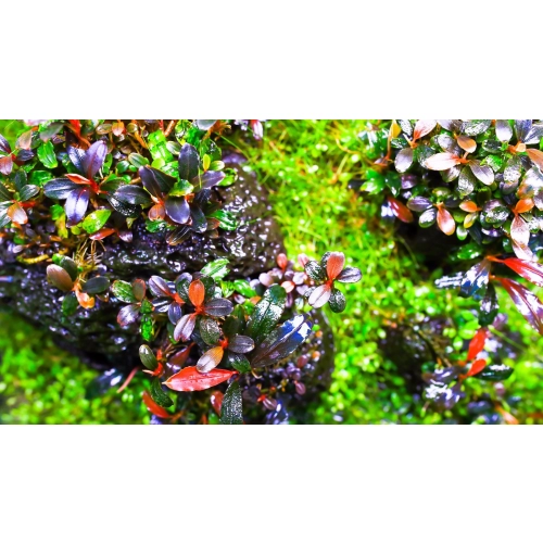 Twinstar III 900SA 84W - lampa LED 90 -100cm