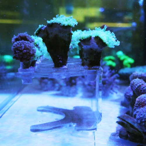 Schone Korallen Coral Stand L - podstawka na szczepki koralowców