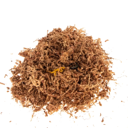 Terrario Amazonia Moss 1000ml - mech torfowiec