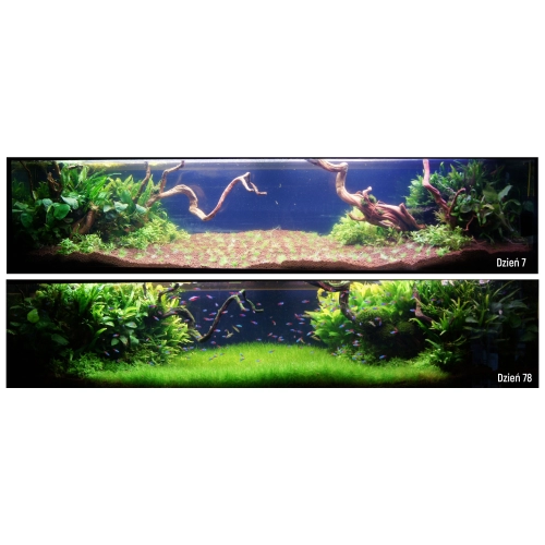 Aquario BLUE Professional - zestaw CO2 z butlą 5l