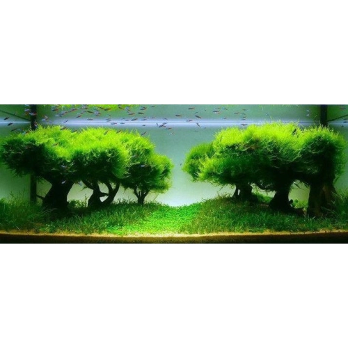 Seachem Flourish Advance 50ml - przyspiesza wzrost roślin