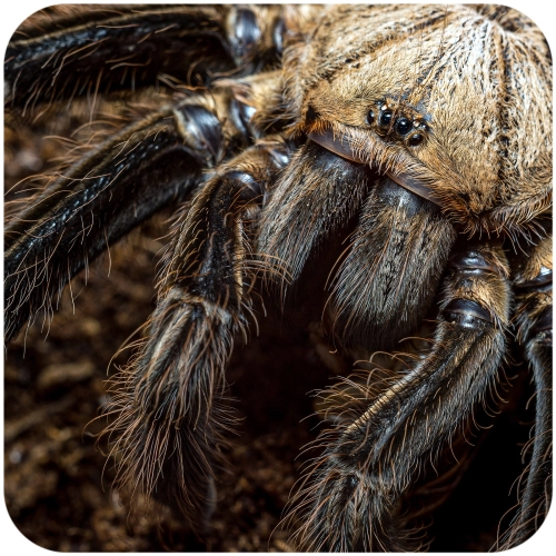 Terrario Arania Fortress 3in1 - podłoże dla pająków nadrzewnych