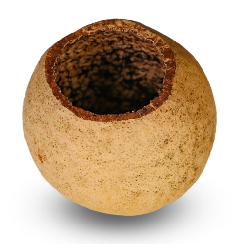 Terrario Natural Fruit S - jaskinia miska z łuski owocowej