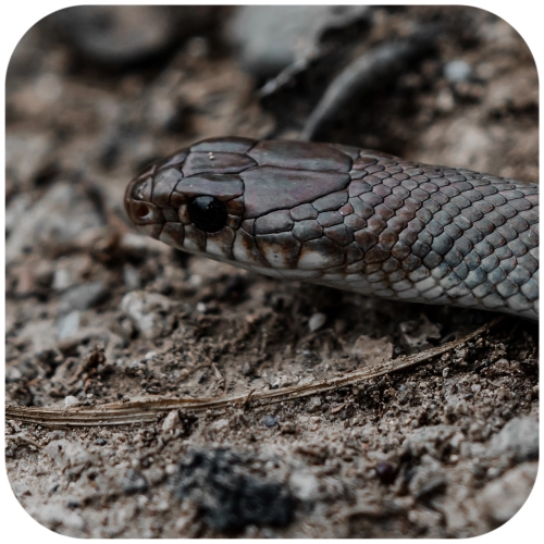 Terrario Volcano Greco 2kg - podłoże pustynne czarne