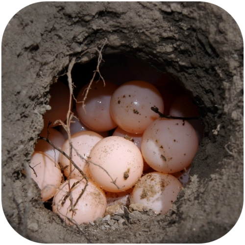 Terrario Dwarf Digger 5l - podłoże dla zwierząt kopiących